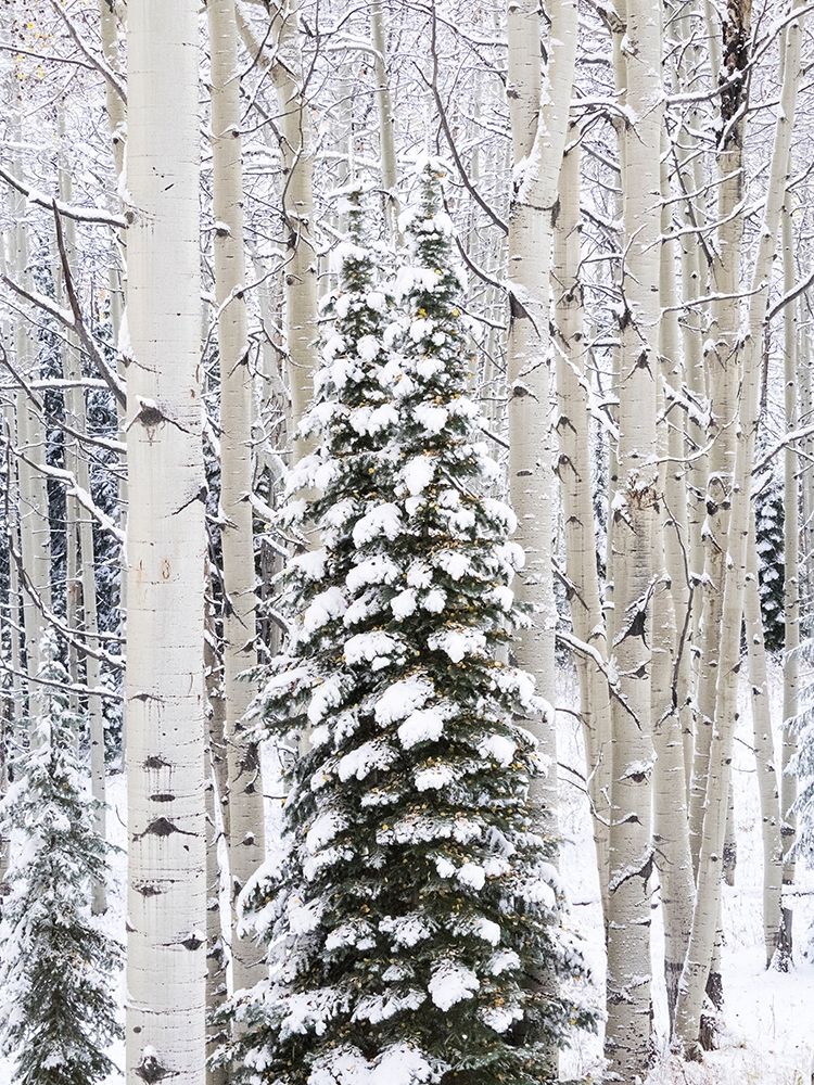 Colorado-Keebler Pass-fresh snow on Aspens and Evergreen trees
